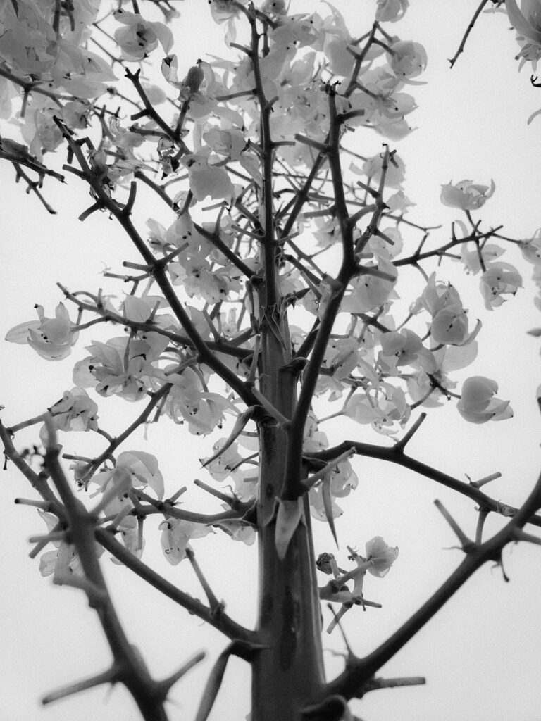 Photography of a tree flower blossom two