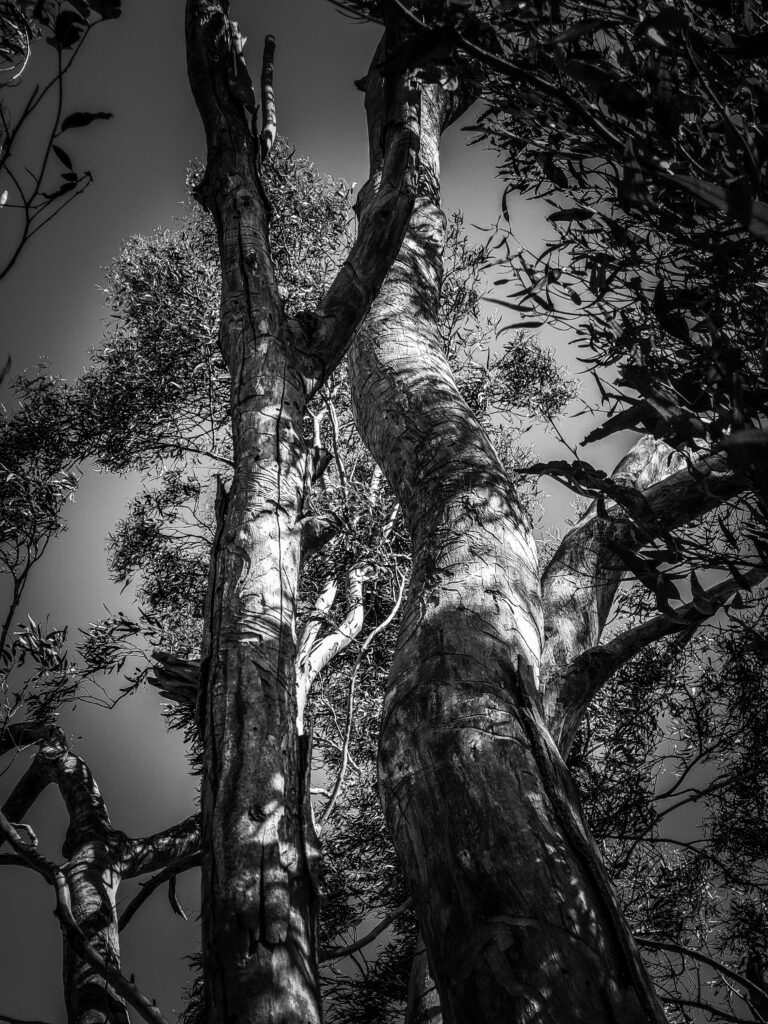 The nature view, a photography