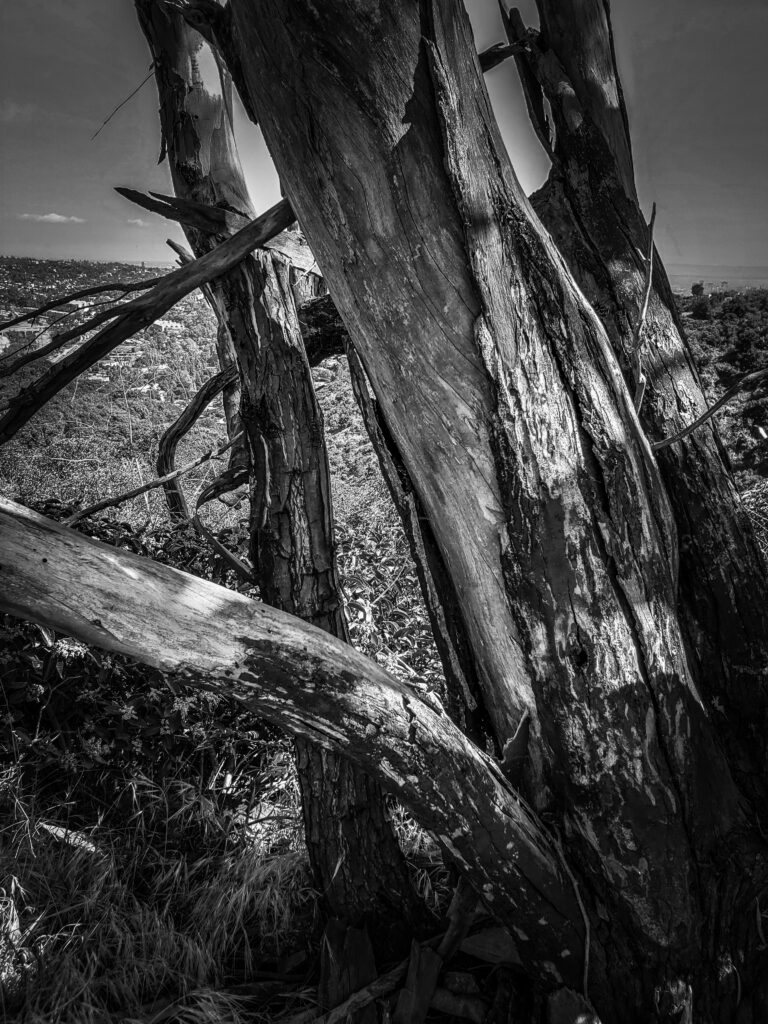 Bodega bay, black and white photography