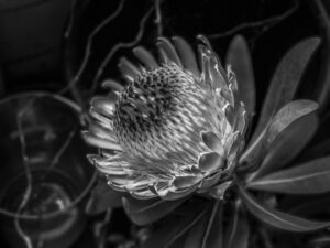 Black and white photography of a flower bodega