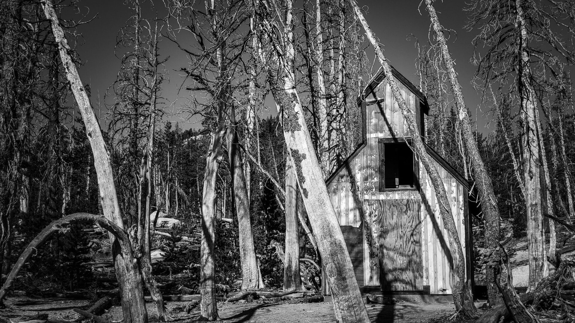 Black and white photography of horse house one
